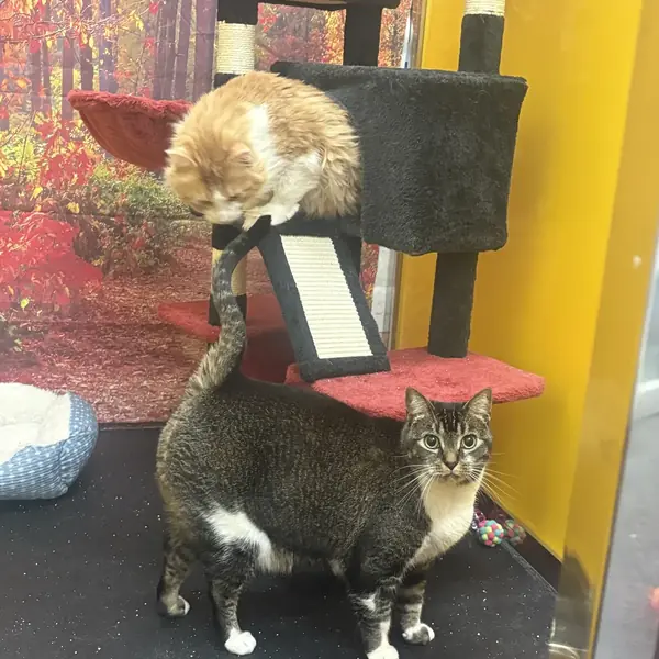 Cat relaxing during boarding at K9 Rox Club